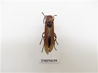 藏品(蜂)的圖片